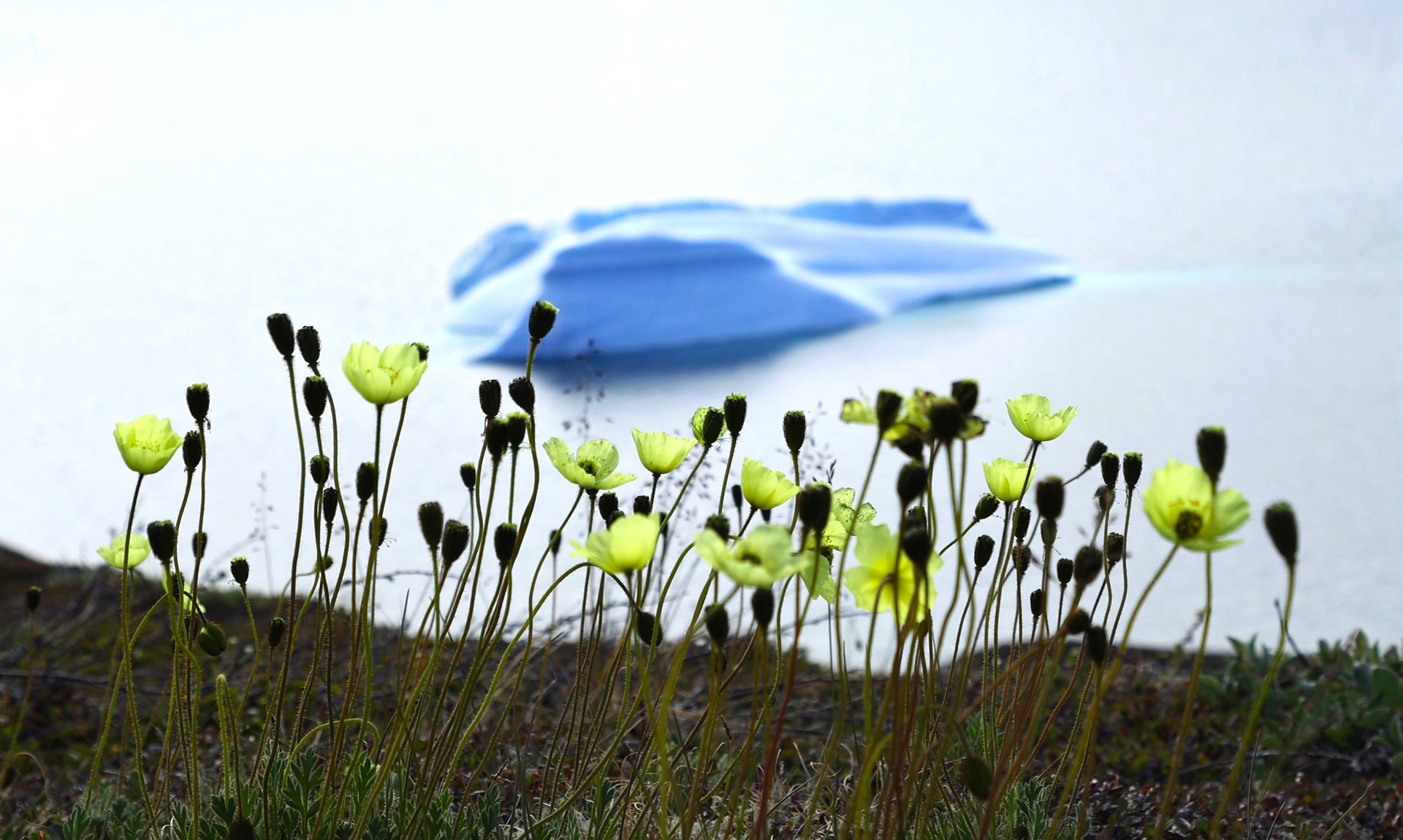 ice-art-hope